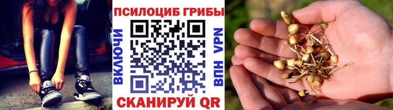 Купить  Стародуб  Псилоцибиновые грибы ЛСД 